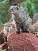 J17_1031 Striped Mongoose